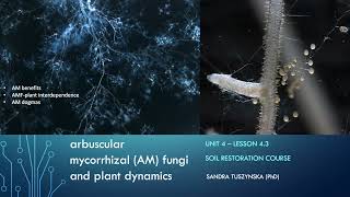 Lesson 43  Arbuscular mycorrhizal fungi AMF plant dynamics [upl. by Namron]