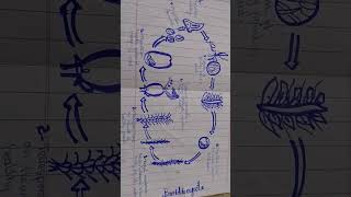 Structure of basidiomycota [upl. by Arrad]