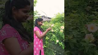 Allamanda flowergardenflowersviralvideoplanting [upl. by Eeryn724]