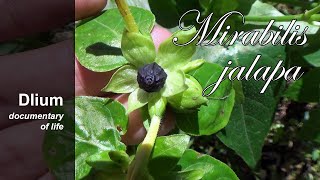 Marvel of Peru Mirabilis jalapa [upl. by Retsbew]