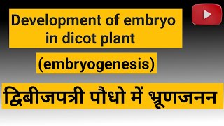 development of embryo in dicot plant ।। embryogenesis ।। in Hindi [upl. by Linc]