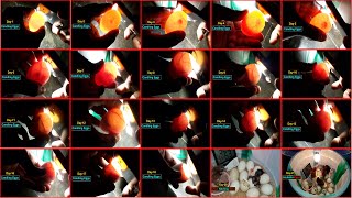 Candling Chicken Eggs Day 1 to 21 [upl. by Onia]