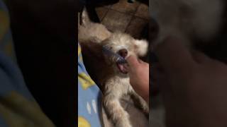 How to Comb a Labradoodle Puppy❤️ labradoodle puppy learning groom [upl. by Reisfield665]