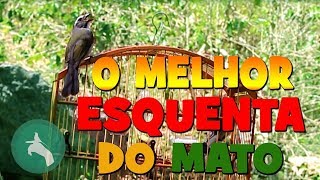 O MELHOR VÍDEO ESQUENTA TRINCA FERRO DIRETO DO MATOFULL HD [upl. by Pavlov]