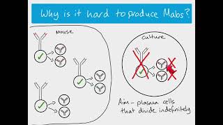 AS Biology  Monoclonal Antibodies The Hybridoma method [upl. by Ally493]