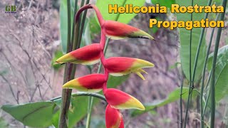 Heliconia rostrata or false bird of paradise propagation by dividing the rhizome [upl. by Weibel]