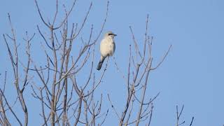 Northern Shrike calling while perched in a tree [upl. by Anastasio]