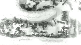 🐜 Nest Day 1462 1 Messor Barbarus Ant Farm Video Diary [upl. by Presber]