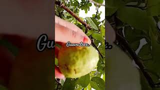 घर के पेड़ का अमरूद।।Plz support nd subscribe plz guava homemade ytshorts yt garden gardening [upl. by Atterual]