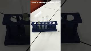 Action of Salivary amylase on Starch [upl. by Lunetta]