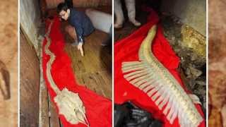 REAL GIANT DRAGON BONES DISCOVERED [upl. by Rosina]