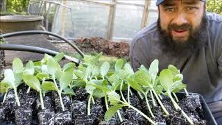 Transplanting Cucumbers and Squash [upl. by Ahsienet]