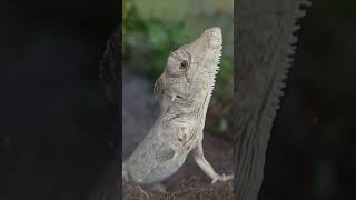 Cute Little Creatures Anolis Barbatus Anolis Barbudos [upl. by Aicsile809]