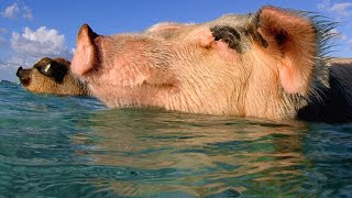 These Swimming Pigs Live a Cushy Lifestyle in the Bahamas [upl. by Ymiaj270]