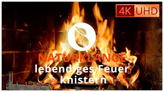 Naturklänge  lebendiges Feuer knistern  Feuergeräusche [upl. by Rellek]