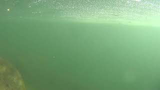 Underwater 1080p stock footage Free for use [upl. by Attennod]