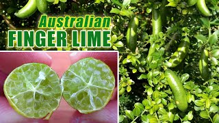 Australian FINGER LIME  Growing Citrus in Containers [upl. by Nauqal]