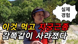 이것 먹고 자궁근종이 사라졌다 생리불순 불임증 빈혈 자궁근종에 좋은 약초 자세하게 알려드립니다약초방송 [upl. by Sirapal680]