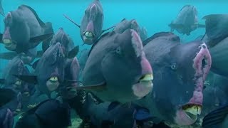 What Does a Humphead Parrotfish Eat  Blue Planet  BBC Earth [upl. by Nyral253]