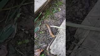 Have You Ever Seen an Arion Fuscus Slug youtubeshorts Slug [upl. by Kelvin906]