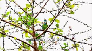 Blue Throated Barbet calling [upl. by Lowson154]