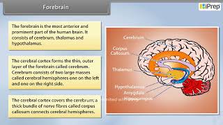 Forebrain  Neural Control and Coordination  Biology  Class 11th  iPrep [upl. by Suoilenroc506]