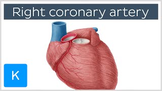 Right Coronary Artery Function  Human Anatomy  Kenhub [upl. by Lazor949]