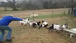 Funny Fainting Goats [upl. by Aihsiek983]