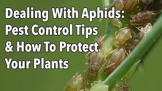 Dealing With Aphids Pest Control Tips amp How To Protect Your Plants [upl. by Shoshana]