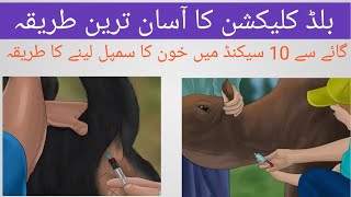 blood collection in cows and buffaloes coccygeal veinmethod of blood collection from tail [upl. by Morven]