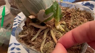 Catasetum New Season Prep 2024  Part 1 of 2 [upl. by Ojyram]