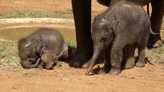 Cute alert Adorable Twin Baby elephants try to imitate their mother Rare footages of twin babies [upl. by Sedgewake]