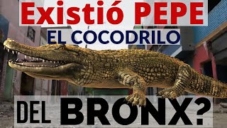 PEPE EL COCODRILO DEL BRONX DE BOGOTÁ There Was A Crocodile In The Bronx Of Bogota Colombia 112 [upl. by Ykcaj]