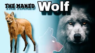 The Untold Truth Behind the Maned Wolfs Fascinating Behavior [upl. by Esilehc141]