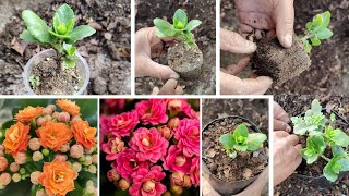 quotKalanchoe Plant Care Tips for Maximum Flowers Repotting amp Soil Mix Guidequot [upl. by Darrell]