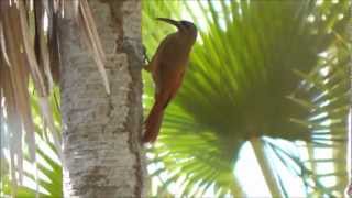 Moustached Woodcreeper  Arapaçudonordeste  Xiphocolaptes falcirostris [upl. by Esiuqcaj166]