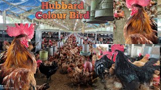 Hubbard classic color birdChicken videographyHubbard Chicken [upl. by Aynekal894]