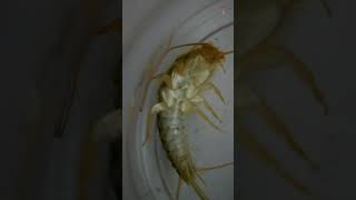 Exploring Silverfish under a Microscope [upl. by Friedlander446]