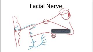 Facial Nerve Lesions [upl. by Itnava52]