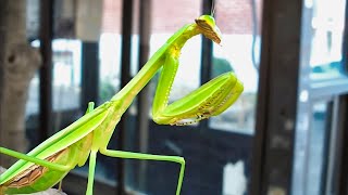 Mantis Makes Loud Noise Praying Mantis at the end [upl. by Naira]