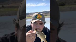 Smallmouth Bass at Minersville reservoir Utah Bass Fishing fishing bassfishing basslures utah [upl. by Ailene]