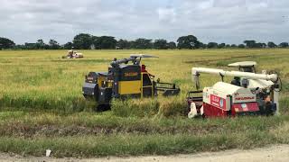 Cosechadora de Arroz  Rice Combine Harvester test [upl. by Hackathorn944]