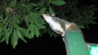 Possum jumping in the tree  Sydney Australia HD 01 [upl. by Dareece]