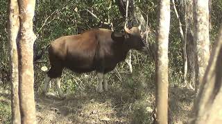 Kabini forest [upl. by Natsirk]