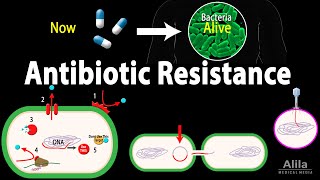 Antibiotic Resistance Animation [upl. by Ttelrats952]