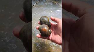 Catching big snails at the field trfishingtech snailfish bigsnail shortsvideo shorts snail [upl. by Ativak982]