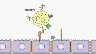 Leukocyte Extravasation [upl. by Ayokal]