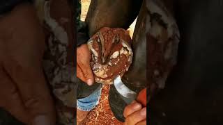 Big compilation of horse hoof trimming horse asmr satisfying [upl. by Lemart]