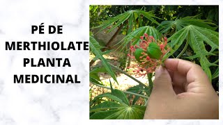 PÉ DE MERTHIOLATE PLANTA MEDICINAL [upl. by Yditsahc]