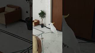 GUGU IS ANGRY😠 subscribe gugukuikui sulphurcrestedcockatoo love funny cockatoo GUGUKUIKUI11 [upl. by Nevin]